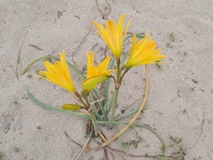 Zephyranthes bagnoldii