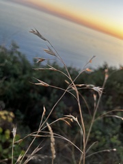 Bromus carinatus