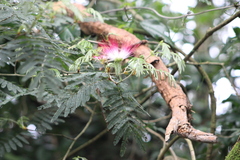 Calliandra