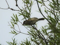 Cyclarhis gujanensis