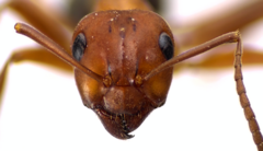 Formica pergandei