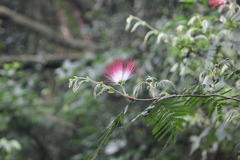 Calliandra