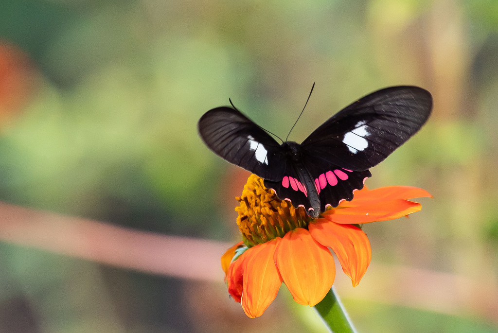 Parides zacynthus from Piratininga, Niterói - RJ, Brasil on October 9 ...