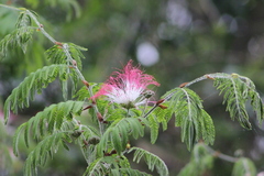 Calliandra