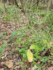 Desmodium glabellum