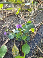 Viola riviniana
