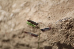 Bouteloua barbata