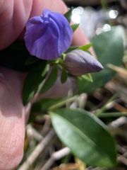 Gentiana catesbaei