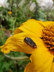 Acmaeodera flavomarginata
