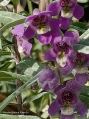 Angelonia