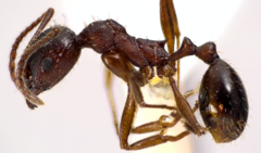 Aphaenogaster fulva