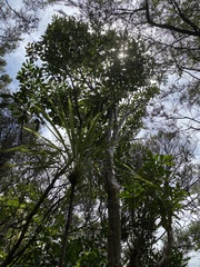 Pseudopanax
