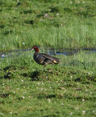 Anas crecca carolinensis