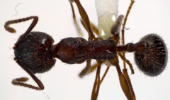 Aphaenogaster fulva