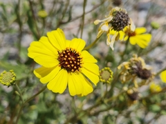 Encelia canescens