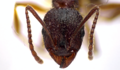 Aphaenogaster fulva