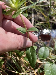 Gentiana catesbaei