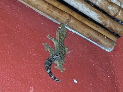 Thecadactylus rapicauda