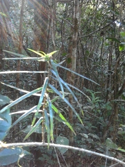 Dracaena reflexa image