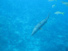Sphyraena barracuda
