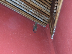 Thecadactylus rapicauda