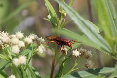 Pompilidae