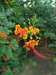 Caesalpinia