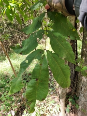 Carya aquatica