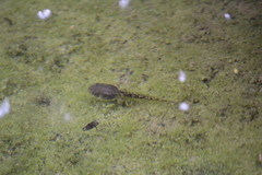 Lithobates montezumae