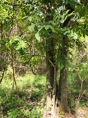 Carya aquatica