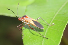 Hypselonotus interruptus