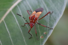 Hypselonotus interruptus