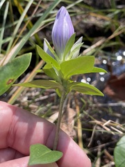 Gentiana catesbaei