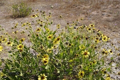 Encelia canescens