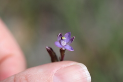 Thelymitra pauciflora