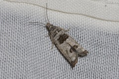 Spilonota constrictana