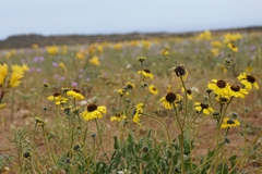 Encelia canescens