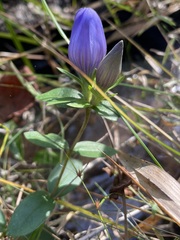 Gentiana catesbaei