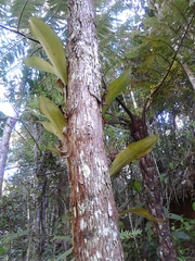 Bulbophyllum hamelinii image