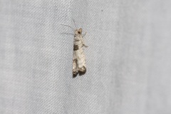 Spilonota constrictana