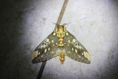 Citheronia brissotii