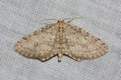 Poecilasthena scoliota