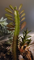Euphorbia trigona