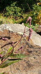 Persicaria extremiorientalis