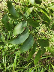 Carya illinoinensis