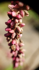 Persicaria extremiorientalis