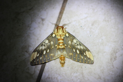 Citheronia brissotii