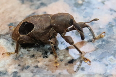 Heilipodus ocellatus