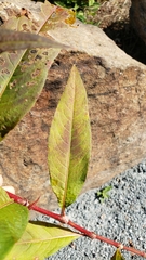 Persicaria extremiorientalis