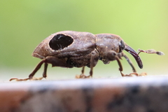 Heilipodus ocellatus